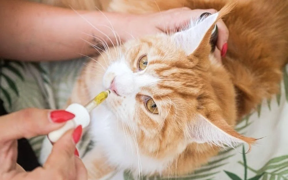 CBD oil for cats